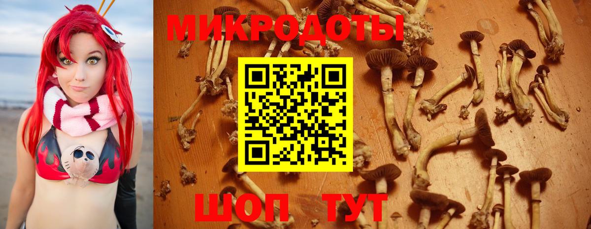 Галлюциногенные грибы Psilocybine cubensis Старая Купавна